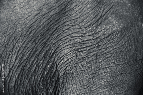 Photography high detail real elephant skin texture.