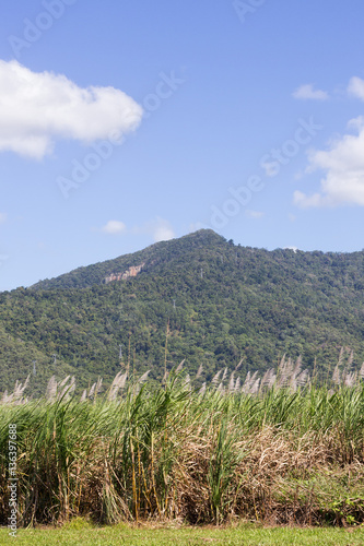 Sugar Cane in front of Skyrail cable cars on hill near Cairns