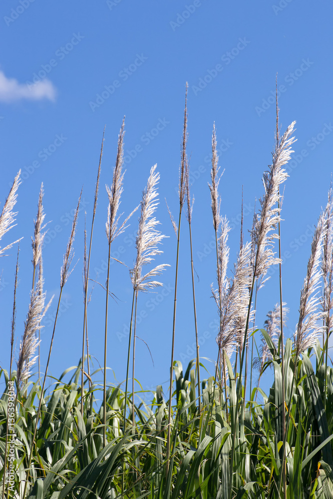 Fototapeta premium Sugar cane flowers against a blue sky near Cairns