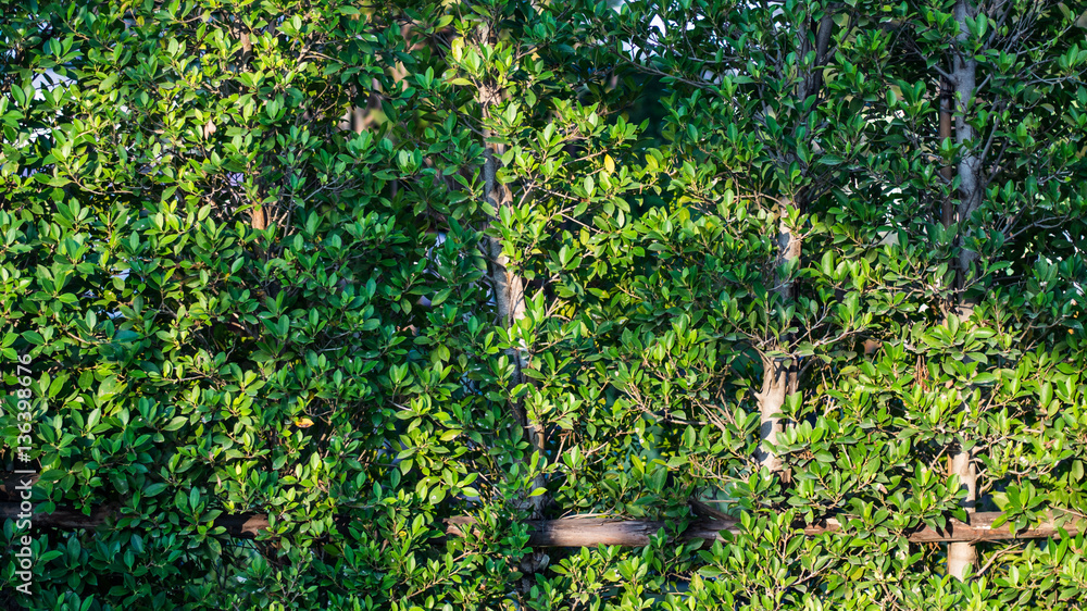 Wall tree Wall tree