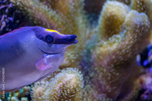 blue reef fish © Taya
