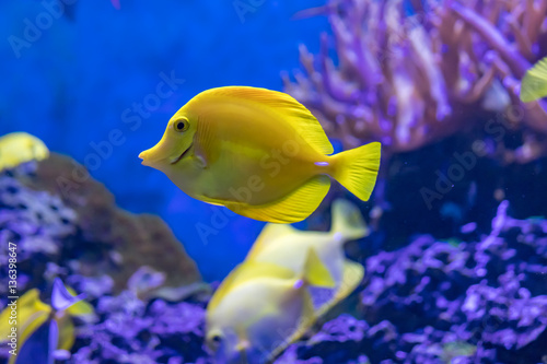 yellow fish in reef