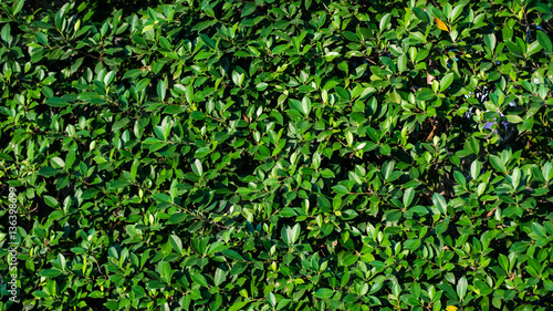 Wall tree