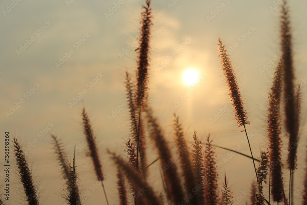 the blooming grass flowers and green backgrounds on the rice field and sun light in the morning the blooming grass flowers and green backgrounds on the rice field and sun light in the morning