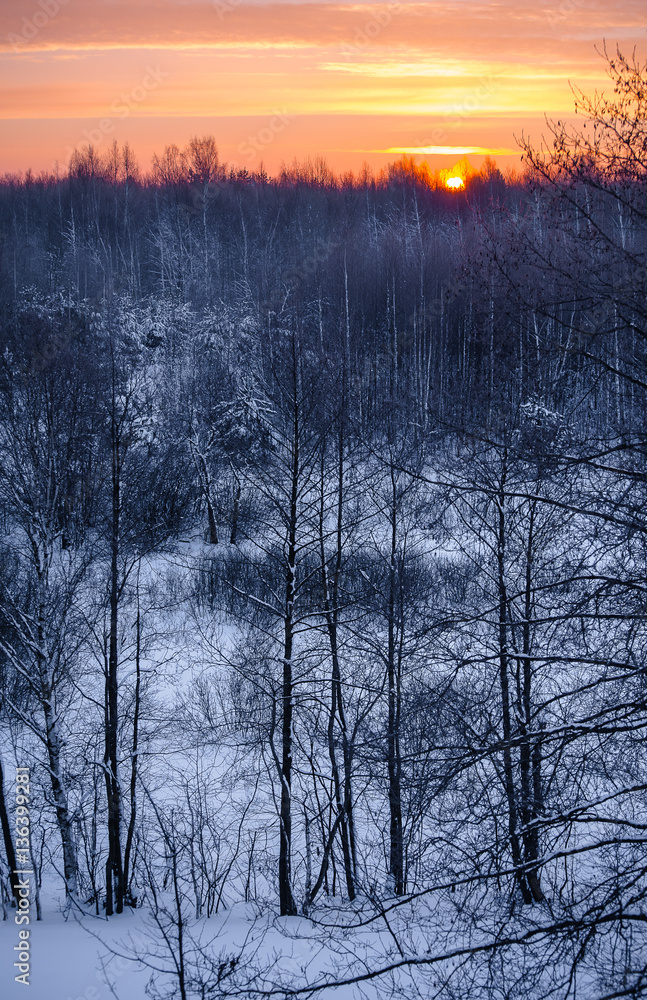 dawning forest break of day daybreak sun tree branches dawning forest break of day daybreak sun tree branches