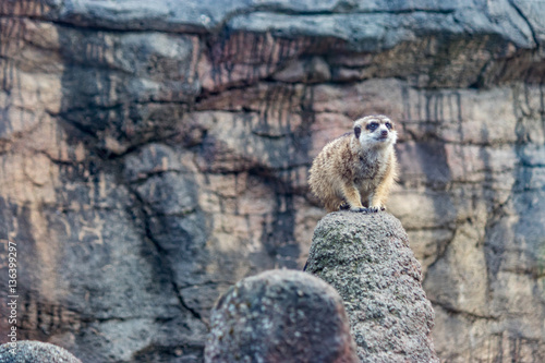 pirched meerkat photo