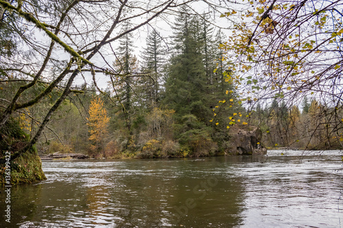 forested river banks