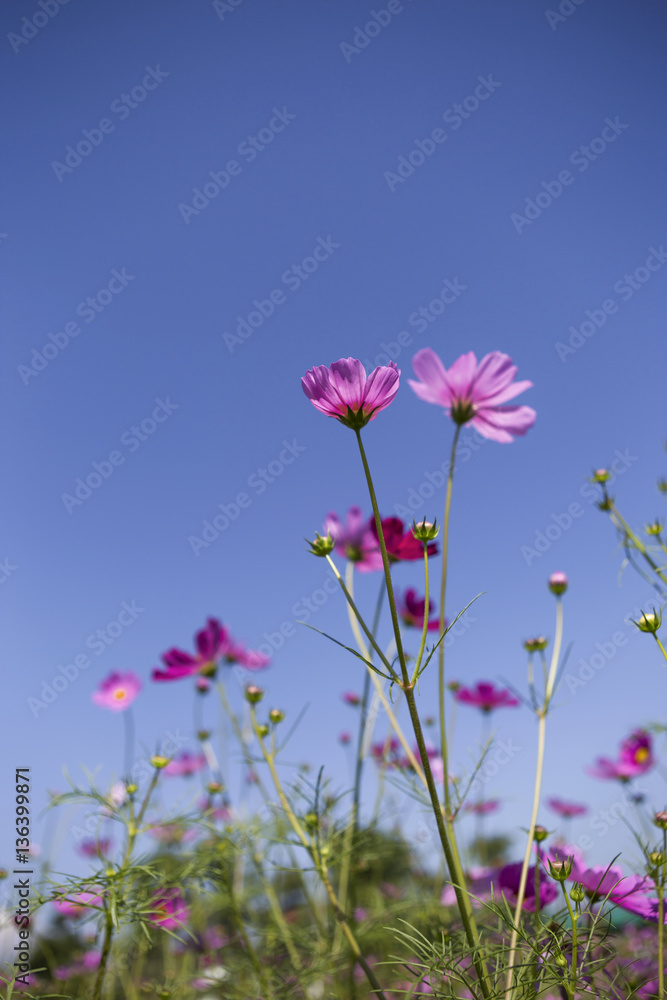 Summer cosmos flower garden, outdoor day light Summer cosmos flower garden, outdoor day light