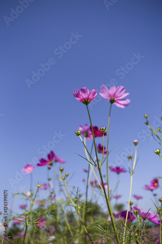 Summer cosmos flower garden, outdoor day light © sirirak