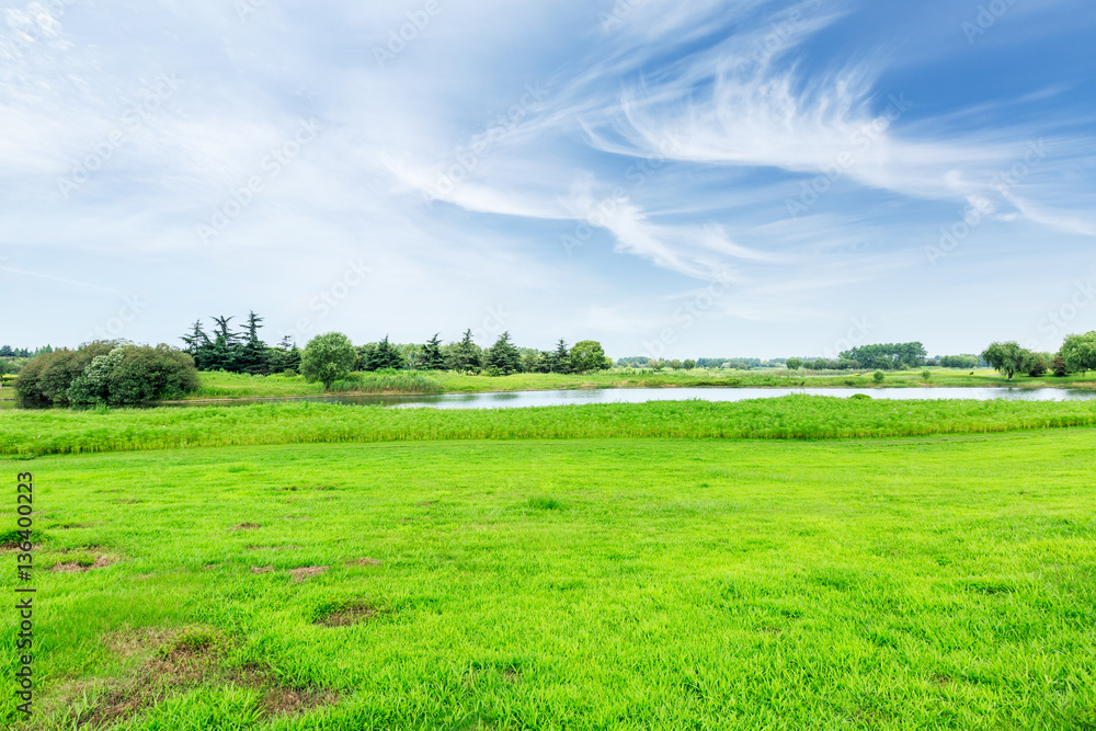 field of green grass and blue sky in summer day field of green grass and blue sky in summer day