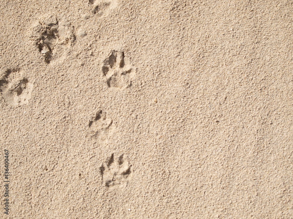  Footprints dog on beach