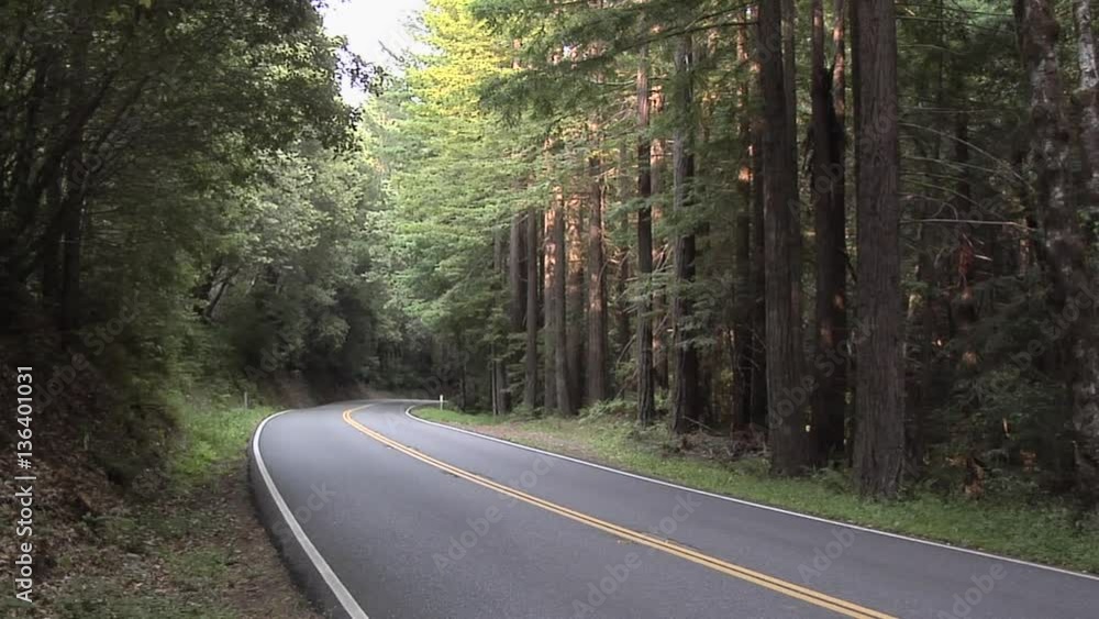 Road going through the Forest, Oregon Road going through the Forest, Oregon