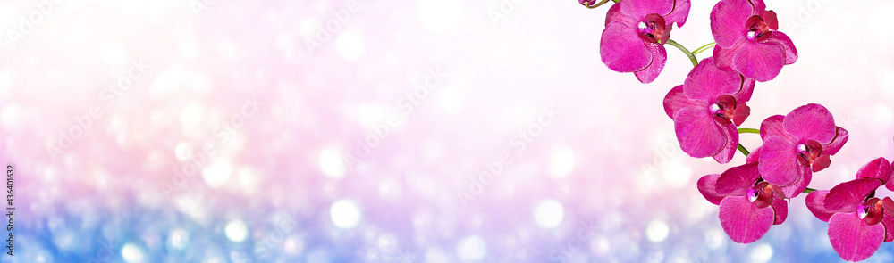 Naklejka premium Colorful bright orchid flowers on a background of the summer lan