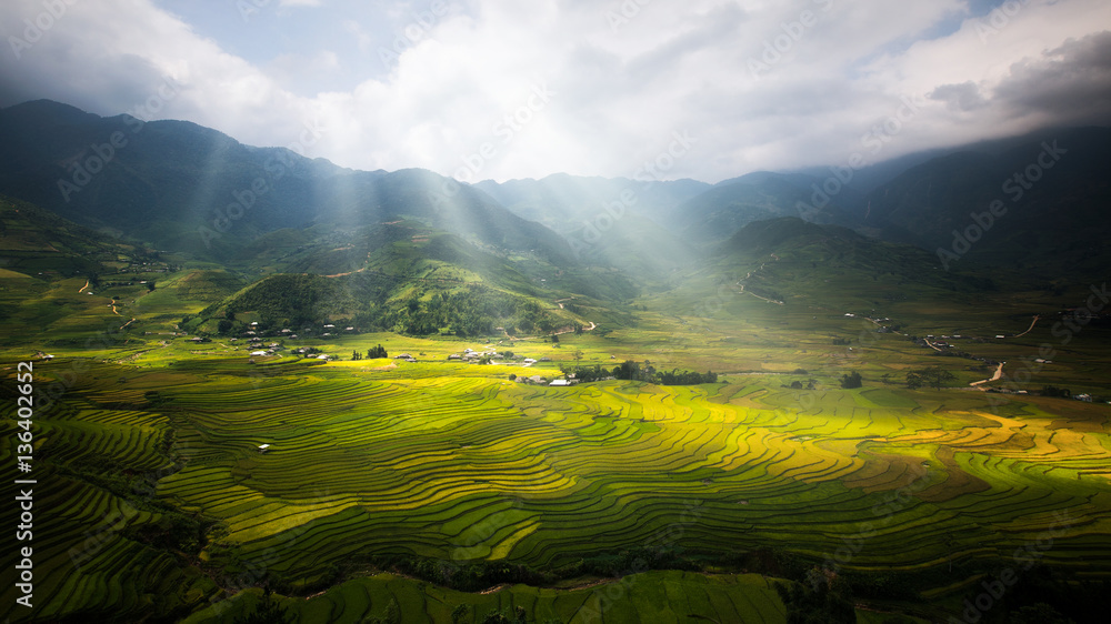 Landscape of rice field in Tule