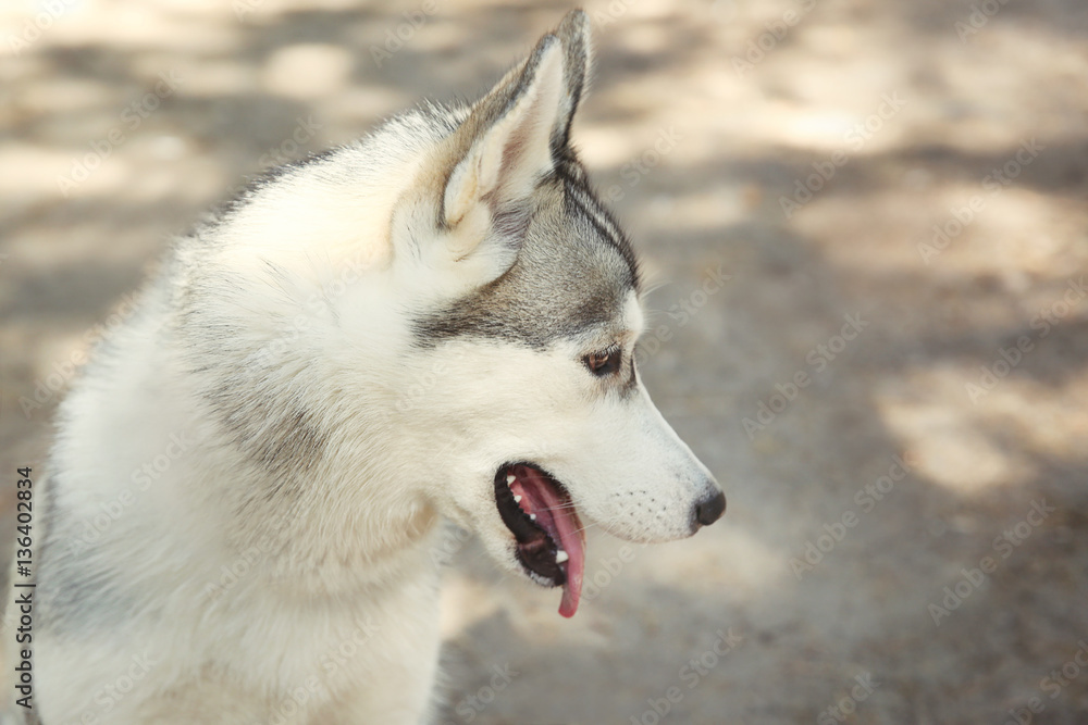 Portrait of cute husky in forest Portrait of cute husky in forest