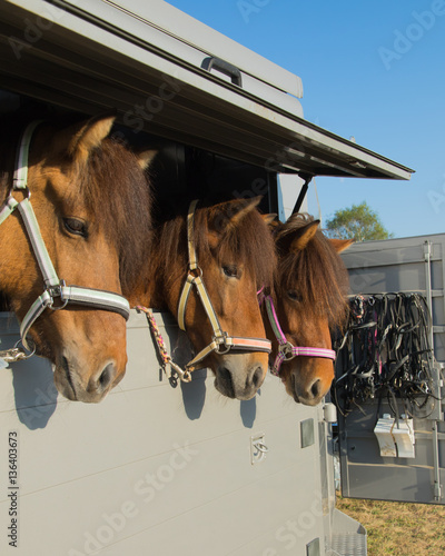 Transportmittel für Pferde
