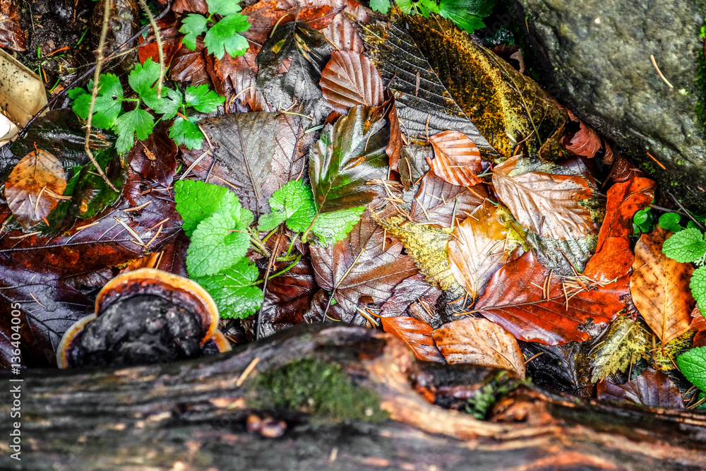 Fallen autumn leaves  and tree trunk in forest