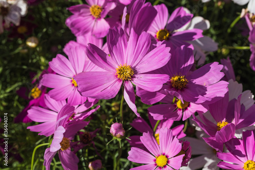 Sulfur Cosmos.