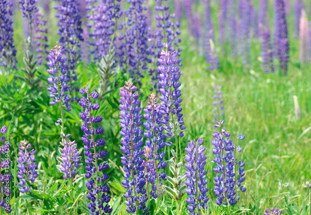 fresh lupine blooming in spring fresh lupine blooming in spring