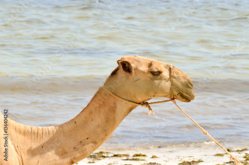 Head of a dromedary with the ocean in background on the beach of