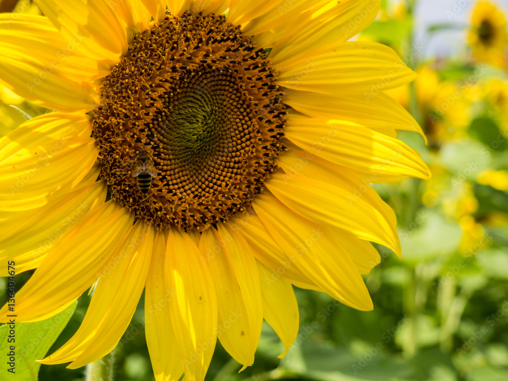 Sunflowers on blurred Sunflowers on blurred