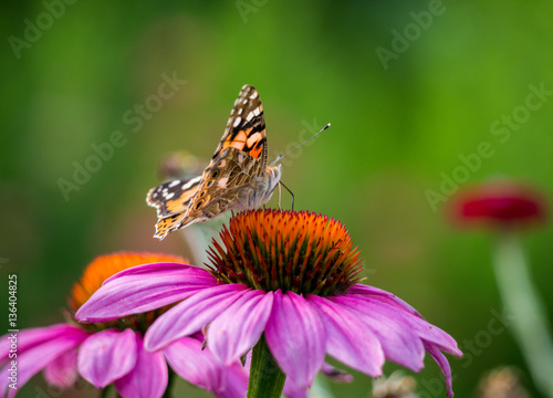 Echinacea mit Schmetterlingen