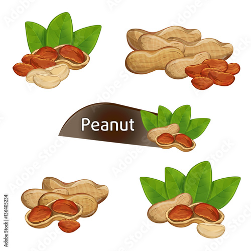 Peanut kernel in nutshell with green leaves set isolated on white background vector illustration. Organic food ingredient, traditional snack. Peanut nut seed whole and shelled, groundnut collection