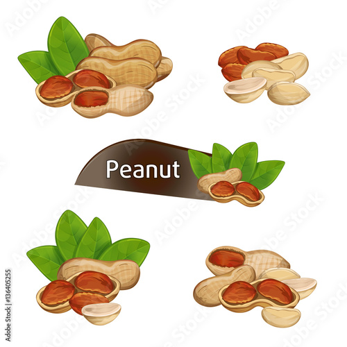 Peanut kernel in nutshell with green leaves set isolated on white background vector illustration. Organic food ingredient, traditional snack. Peanut nut seed whole and shelled, groundnut collection