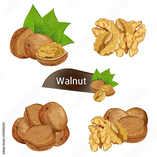 Walnut kernel in nutshell with green leaves set isolated on white background vector illustration. Organic food ingredient, traditional snack. Dried walnut nut seed whole and shelled collection.