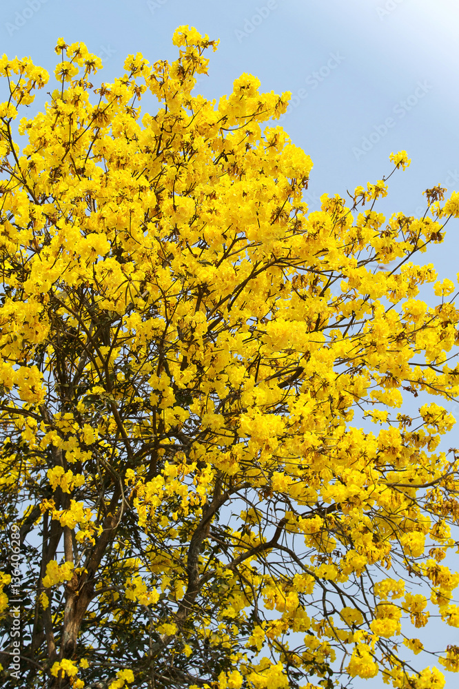 Tabebuia chrysotricha yellow flowers blossom in summer time on blue sky background Tabebuia chrysotricha yellow flowers blossom in summer time on blue sky background