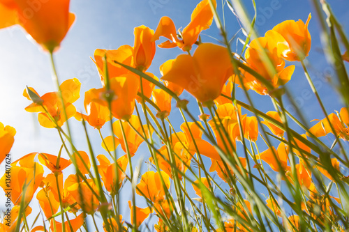 California Poppy flower in a field with the sun.