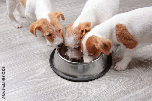 Fototapeta Naklejka Na Ścianę i Meble -  Cute funny dogs eating dry food at home