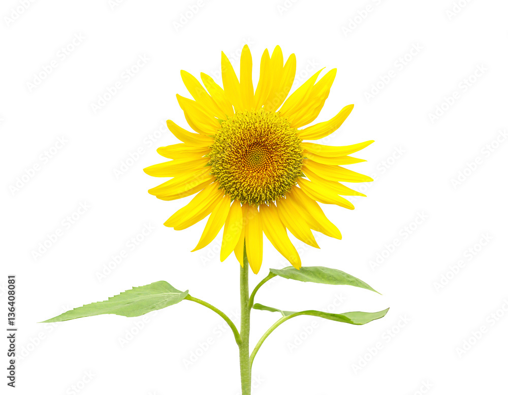 Obraz premium Słonecznik na białym tle