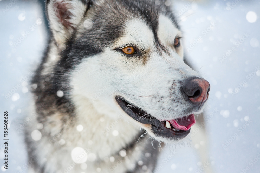 Portrait of a beautiful wild dog Laika Husky like wolf pack leader is looking to the side. Brown eyes. Winter snow background. 
