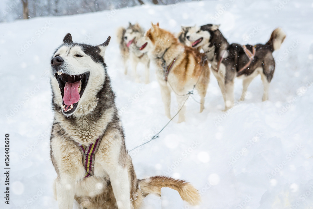 Alpha male leader harness sled dogs Laika Husky sitting  opened jaws (talking, yawning, laughing, barking). Behind a lot of plurality of dogs and sleds. Background of a severe winter snowy landscape