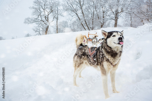 Alpha male leader dog Laika Husky standing ahead teasing showing tongue, jokes, plays fool harness sled dogs Behind a lot of plurality and sleds. Background of a severe winter snowy landscape