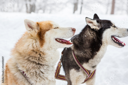 Photography Couple Sled dogs Siberian Laika breed ( Husky  red and black sitting looking side and smiling