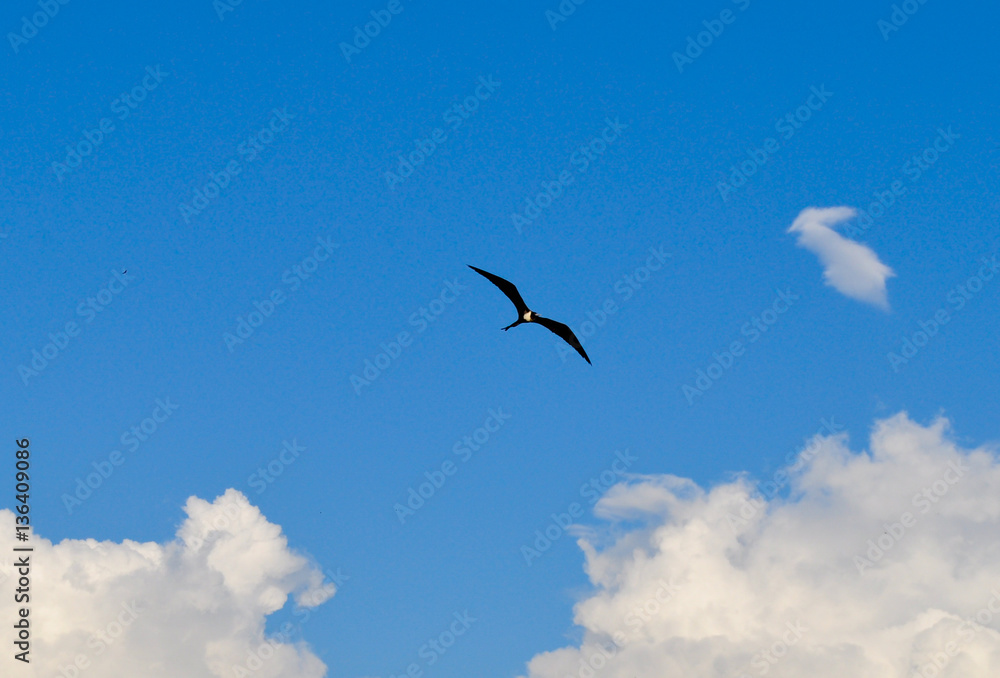 View of a frigatebird in flight in the Galapagos Islands in Ecuador.