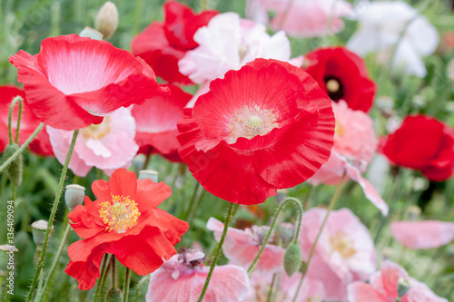 Fototapeta Naklejka Na Ścianę i Meble -  Red, white and pink Poppy flowers (Papaveraceae) growing in a garden
