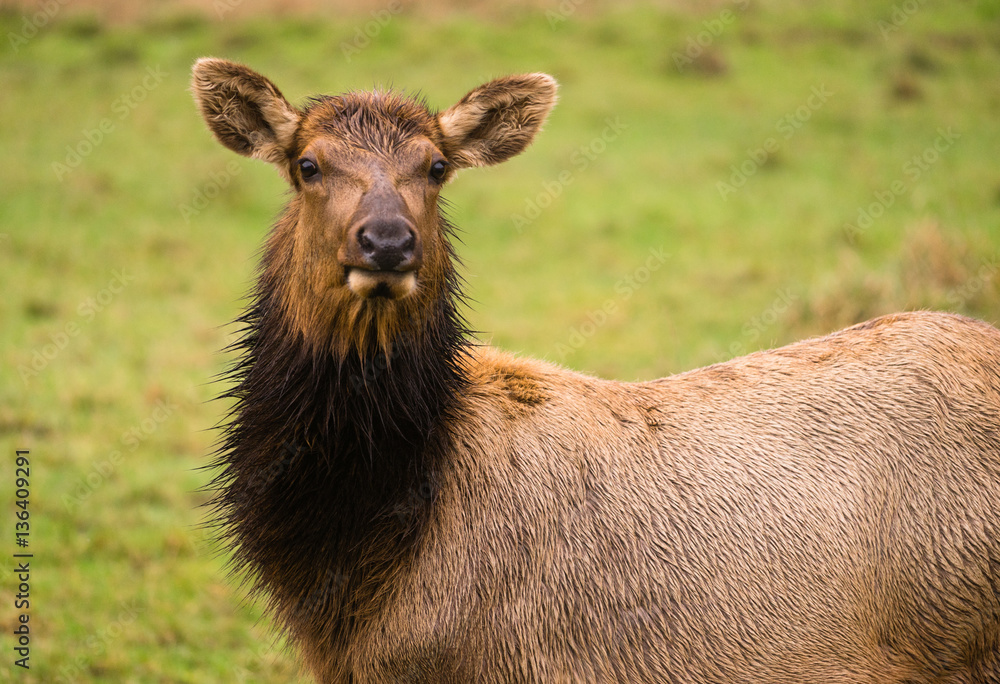 Female Elk Stops Grazing to Look at the Camera Female Elk Stops Grazing to Look at the Camera