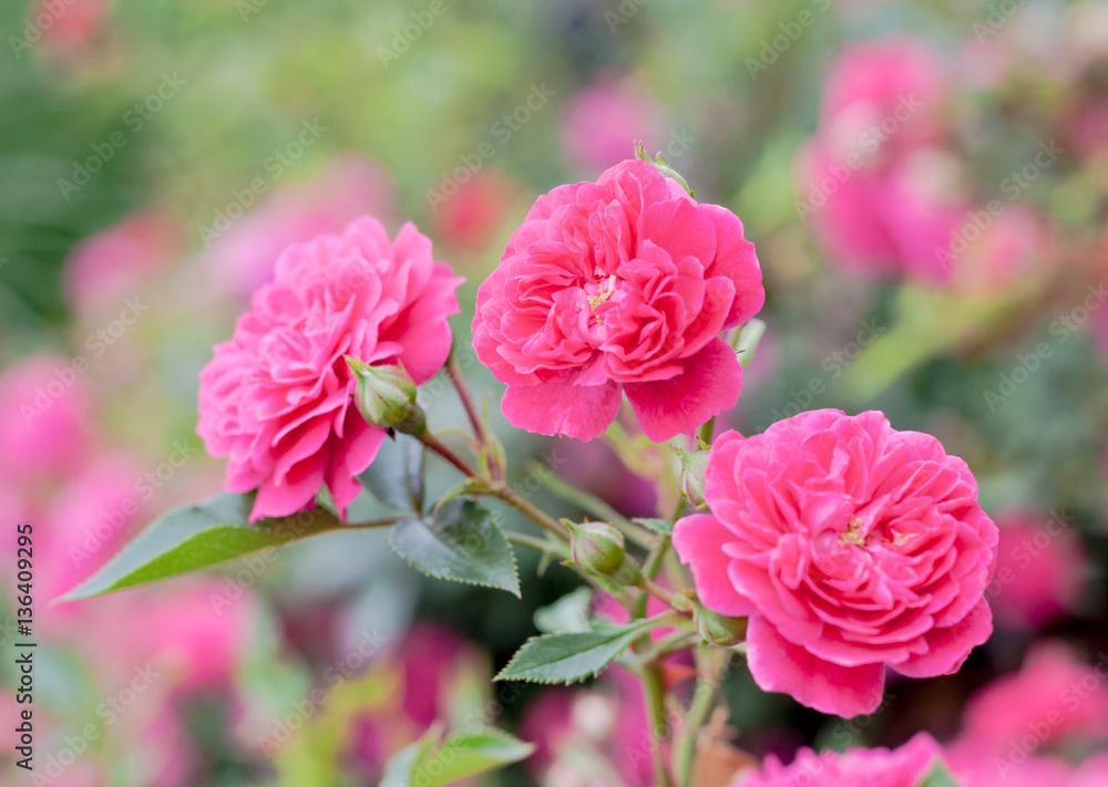 Obraz premium Pink Roxy Shrub Rose (Sunrosa) flowers in garden with soft background