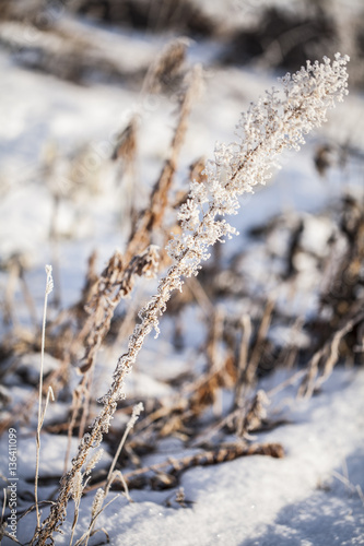 Natura w zimie © Rafal Kucharek