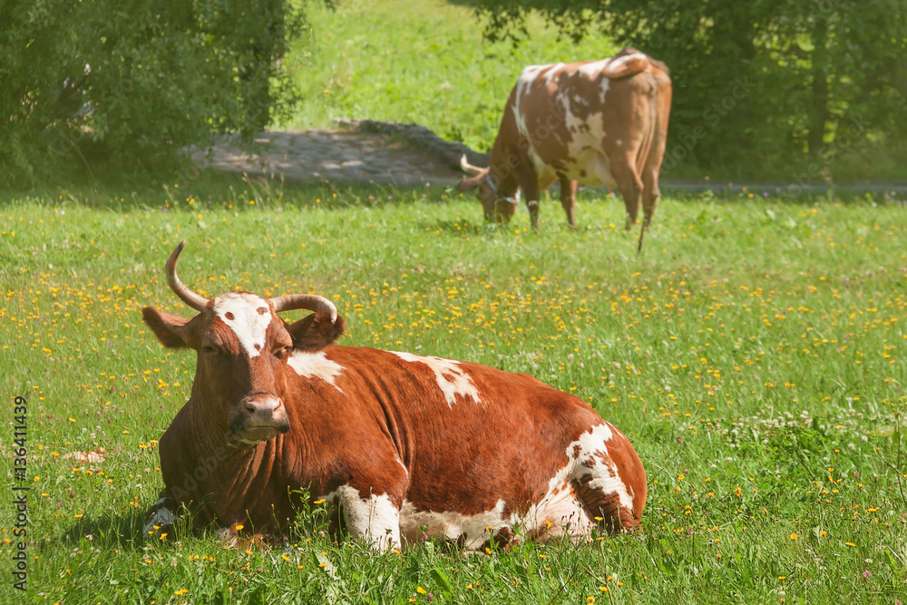Two brown cows on the farm green grass summer sunny day Two brown cows on the farm green grass summer sunny day