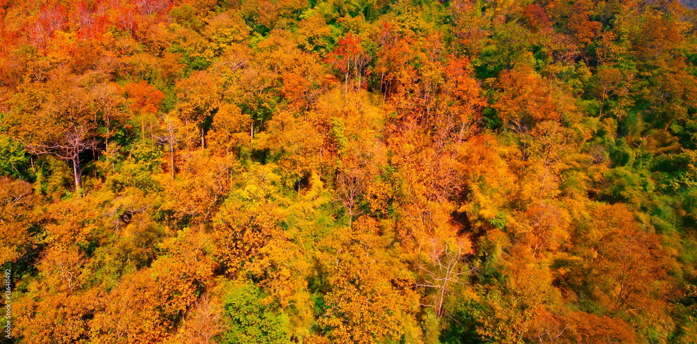 Aerial view of autumn forest Aerial view of autumn forest