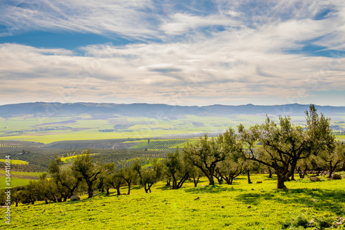 Olive trees on the mountain