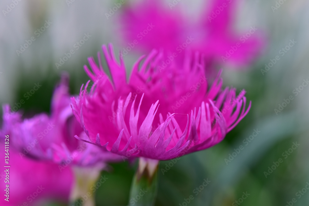なでしこ Stock 写真 Adobe Stock なでしこ Stock 写真 Adobe Stock