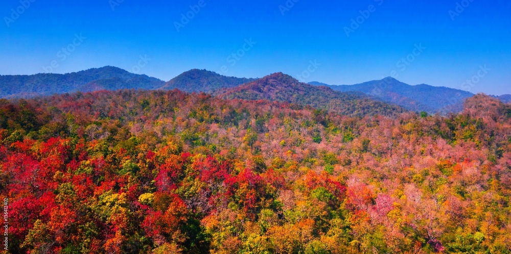 Aerial view of autumn forest