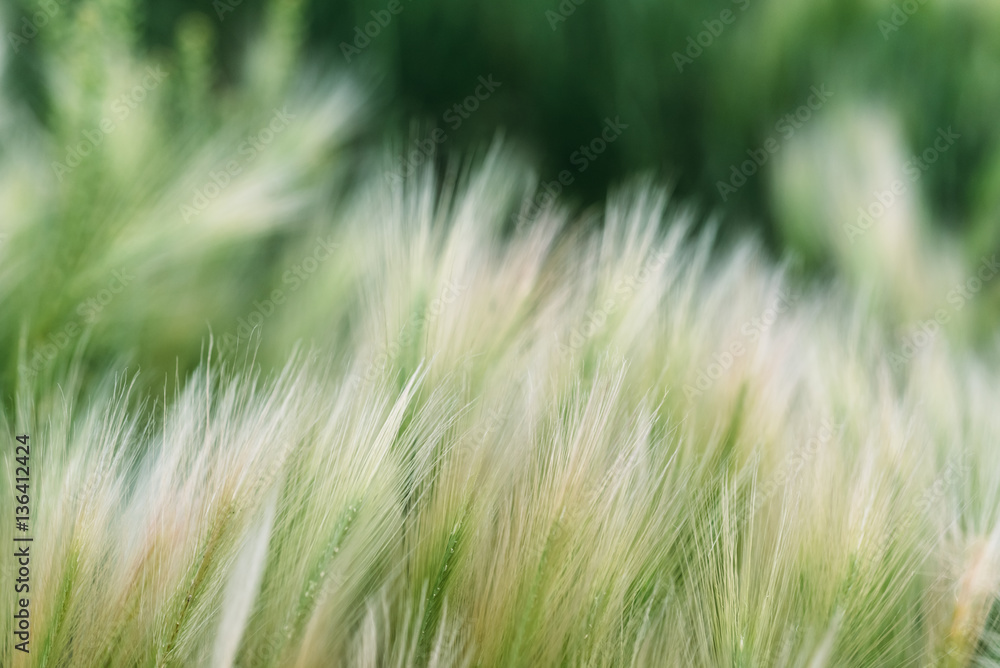 Spring or summer background with green grass