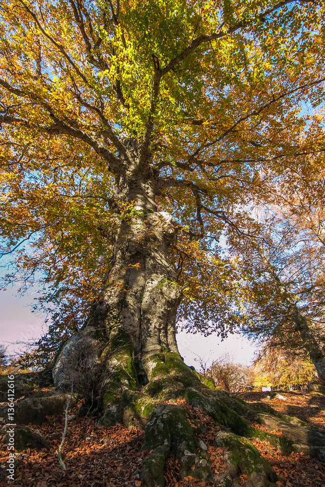 Faggio monumentale nella riserva regionale di Canfaito, Marche, Italia