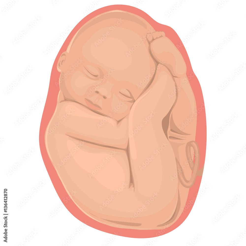 Fototapeta premium Pregnancy.The fetus in the womb. The development of the human embryo.